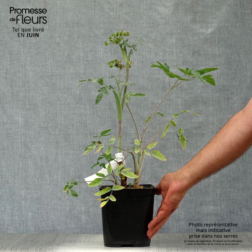 Amostra de Mathiasella bupleuroides Green Dream Vaso de 3 L/4 L tal como entregue no verão