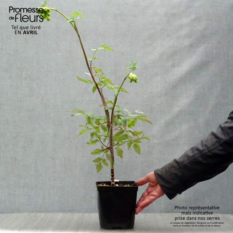 Amostra de Mathiasella bupleuroides Green Dream Vaso de 3 L/4 L tal como entregue na primavera