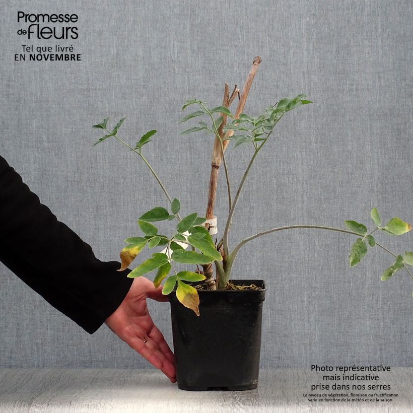 Amostra de Mathiasella bupleuroides Green Dream Vaso de 3 L/4 L tal como entregue no outono