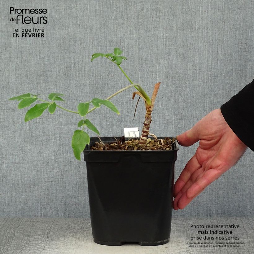 Amostra de Mathiasella bupleuroides Green Dream Pot de 3L/4L tal como entregue no inverno