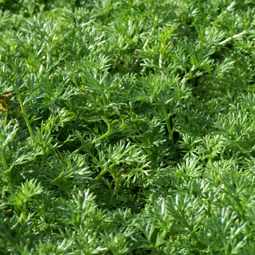 Matricaria tchihatchewii (Folhagem)