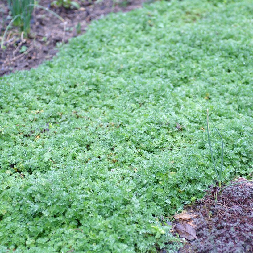 Matricaria tchihatchewii (Hábito)