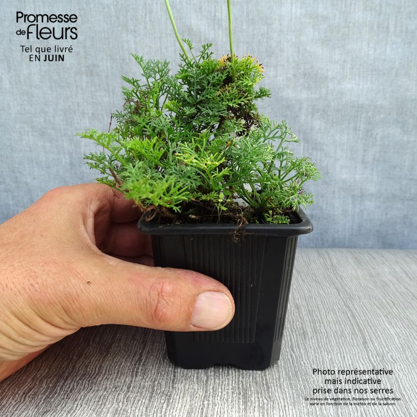 Amostra de Matricaria tchihatchewii Vaso de 8/9 cm tal como entregue no verão
