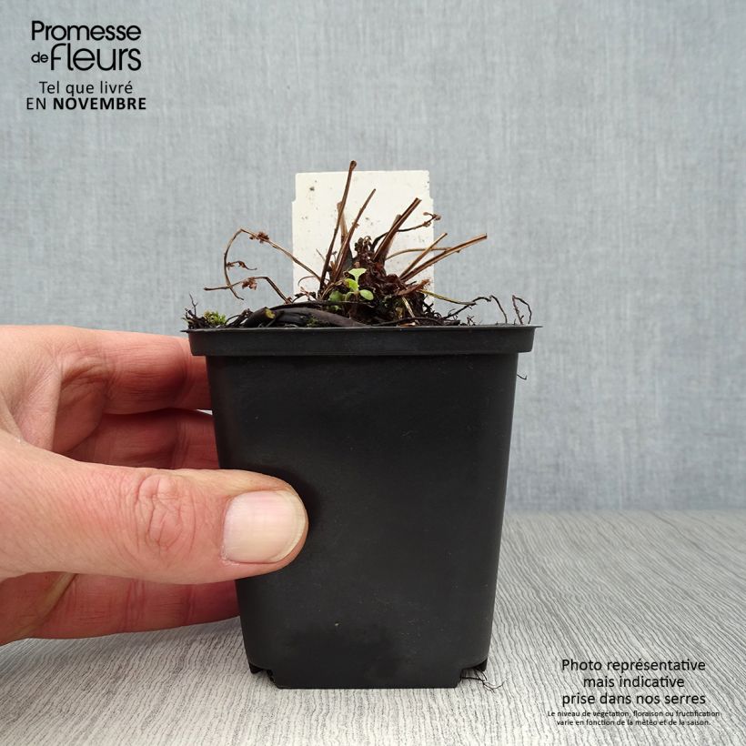 Amostra de Matteuccia struthiopteris var. pensylvanica Vaso de 8/9 cm tal como entregue no outono