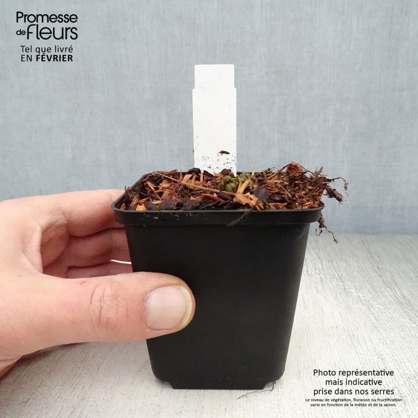 Amostra de Matteuccia pensylvanica -  Fougère allemande Vaso de 8/9 cm tal como entregue no inverno