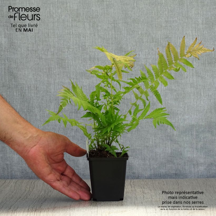 Amostra de Matteuccia struthiopteris var. pensylvanica Vaso de 8/9 cm tal como entregue na primavera