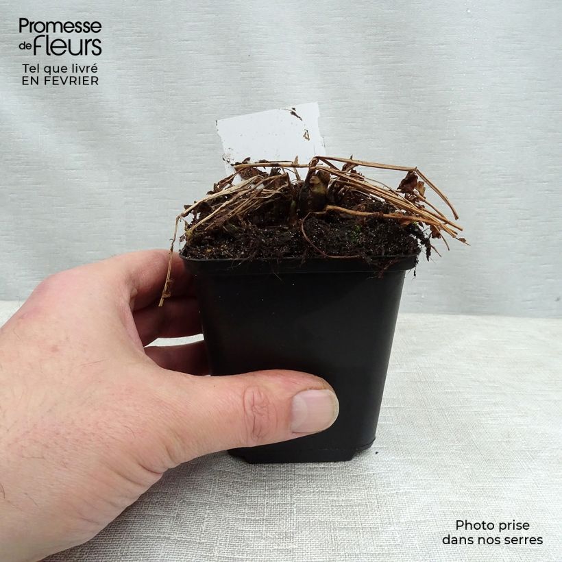 Amostra de Matteuccia struthiopteris - Fougère d'Allemagne Vaso de 8/9 cm tal como entregue no inverno