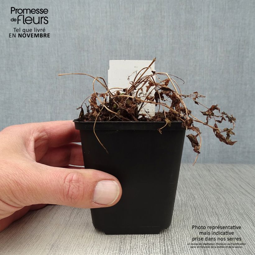 Amostra de Matteuccia struthiopteris Vaso de 8/9 cm tal como entregue no outono