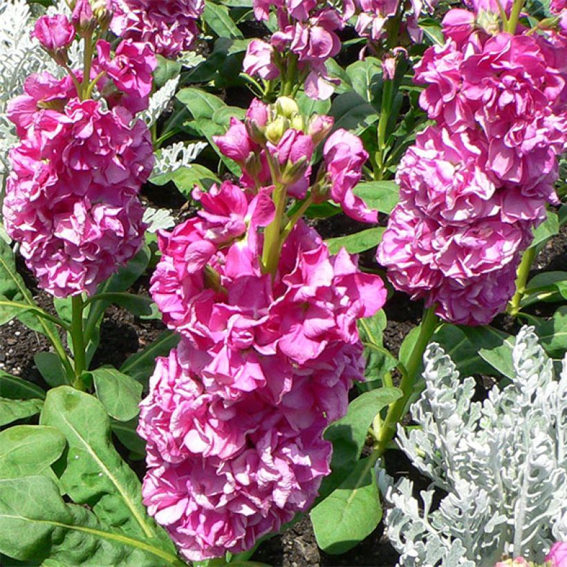 Matthiola incana - Goivo (Floração)