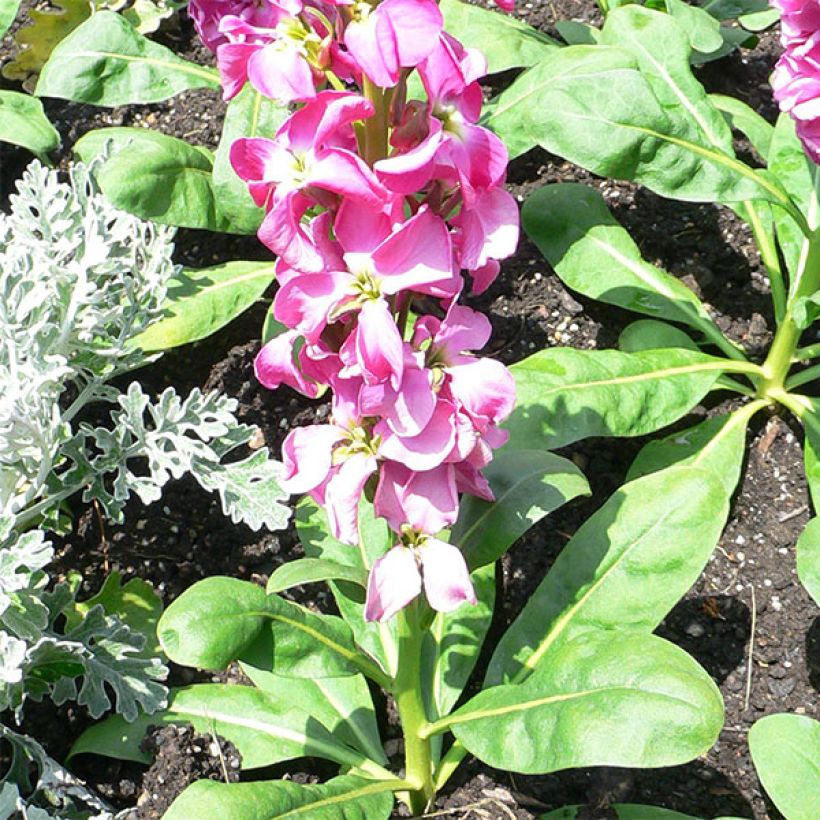 Matthiola incana - Goivo (Hábito)