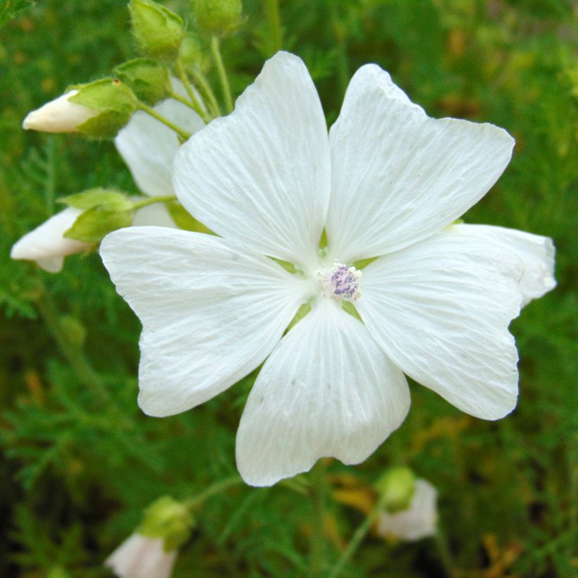 Malva-almiscarada Alba - Malva moschata (Floração)