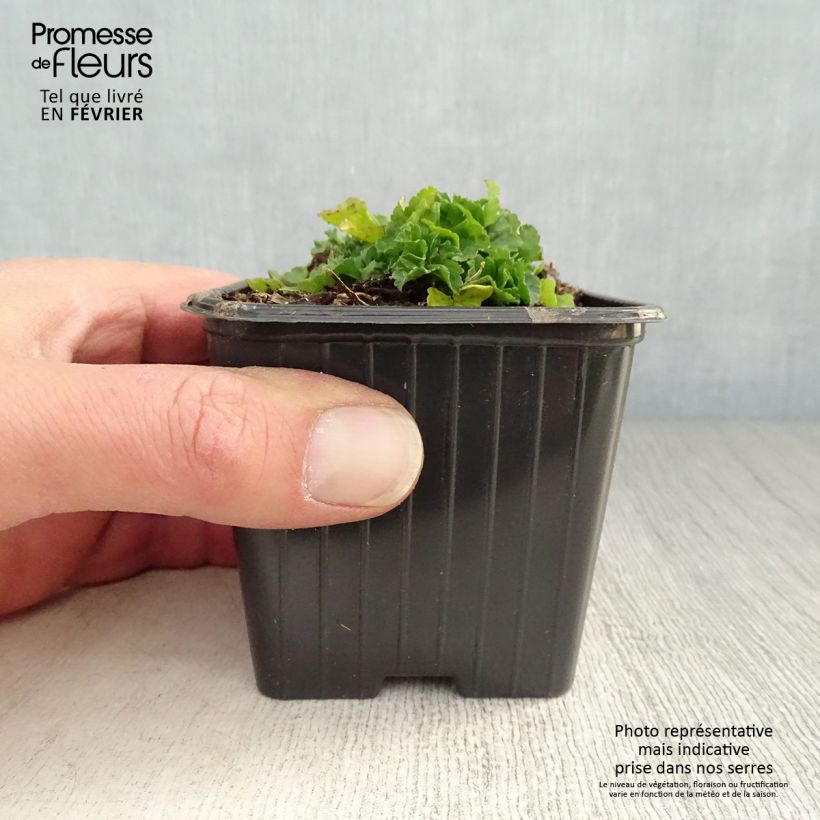 Amostra de Mauve blanche - Malva moschata Alba Vaso de 7/8 cm tal como entregue no inverno