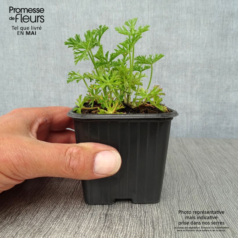 Amostra de Malva-almiscarada Alba - Malva moschata Vaso de 7/8 cm tal como entregue na primavera