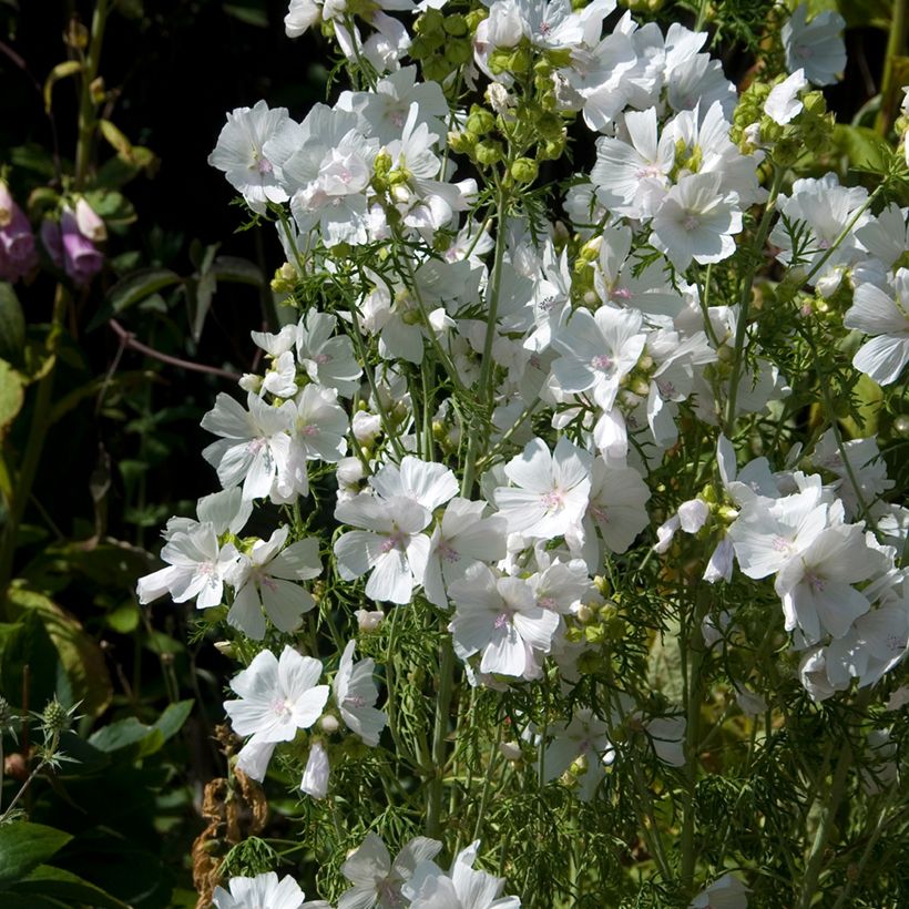 Malva-almiscarada Alba - Malva moschata (Hábito)