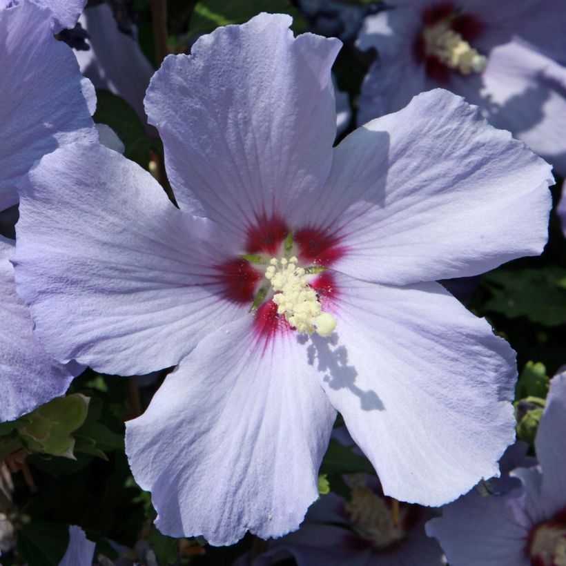 Hibisco-da-síria Azurii - Hibiscus syriacus (Floração)