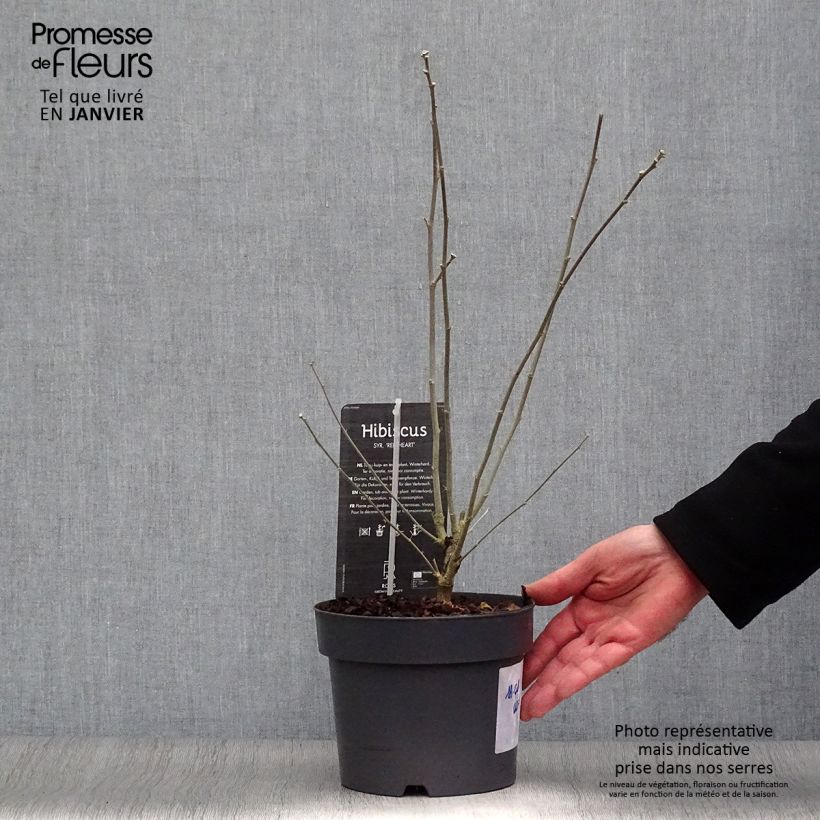 Amostra de Hibisco-da-síria Red Heart - Hibiscus syriacus Vaso de 3 L/4 L tal como entregue no inverno