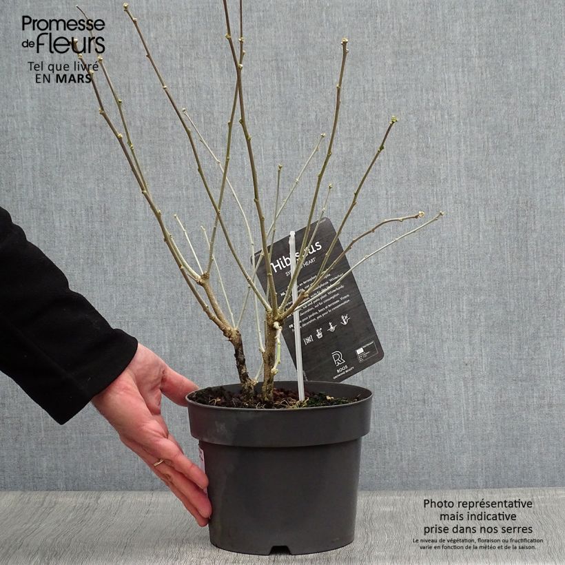 Amostra de Hibisco-da-síria Red Heart - Hibiscus syriacus Vaso de 3 L/4 L tal como entregue na primavera