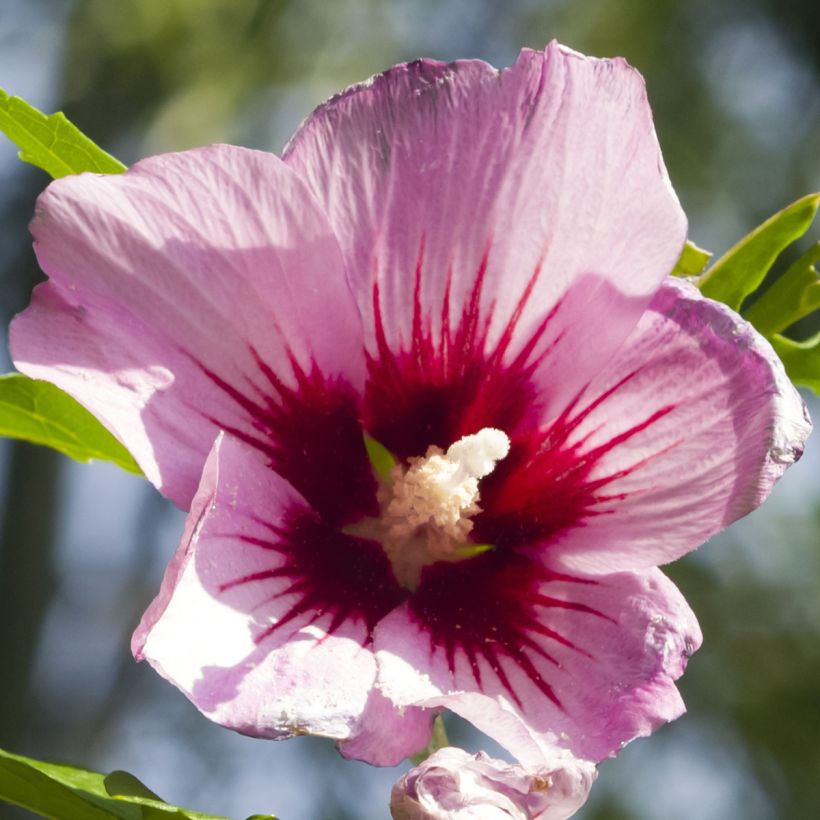 Hibisco-da-síria Rosso - Hibiscus syriacus (Floração)