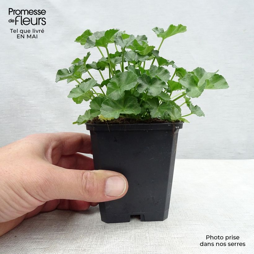 Amostra de Malva-almiscarada rosea - Malva moschata Vaso de 8/9 cm tal como entregue na primavera