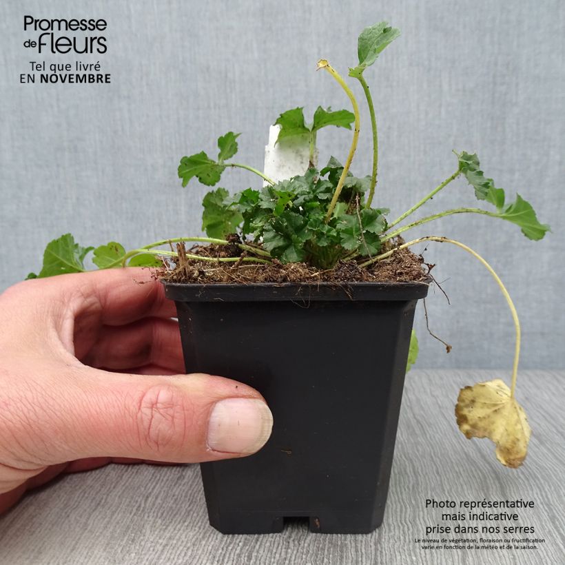 Amostra de Malva-almiscarada rosea - Malva moschata Vaso de 8/9 cm tal como entregue no outono
