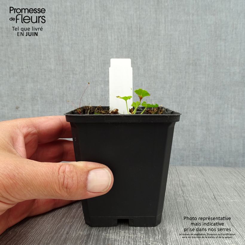 Amostra de Malva-almiscarada rosea - Malva moschata Vaso de 8/9 cm tal como entregue no verão