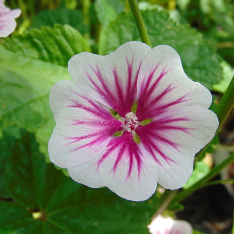 Malva-silvestre  - Malva sylvestris (Floração)