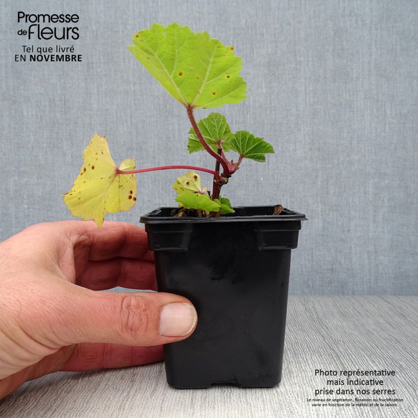 Amostra de Malva-silvestre  - Malva sylvestris Vaso de 7/8 cm tal como entregue no outono