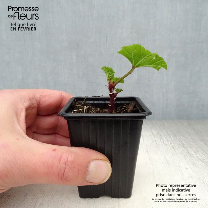 Amostra de Mauve sylvestre - Malva sylvestris Vaso de 7/8 cm tal como entregue no inverno