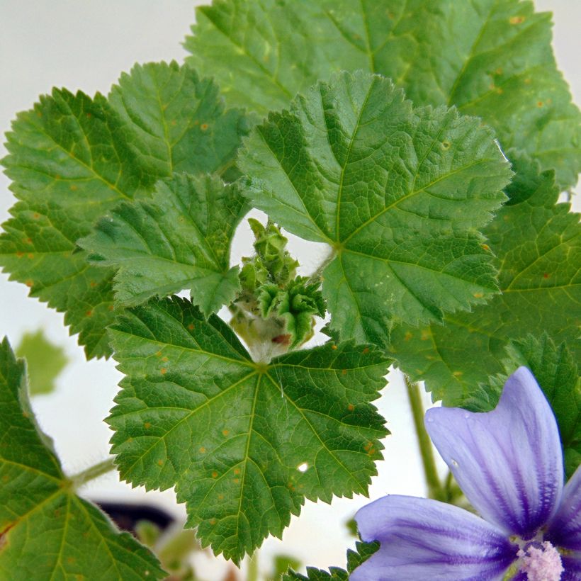 Malva silvestre Primley Blue (Folhagem)
