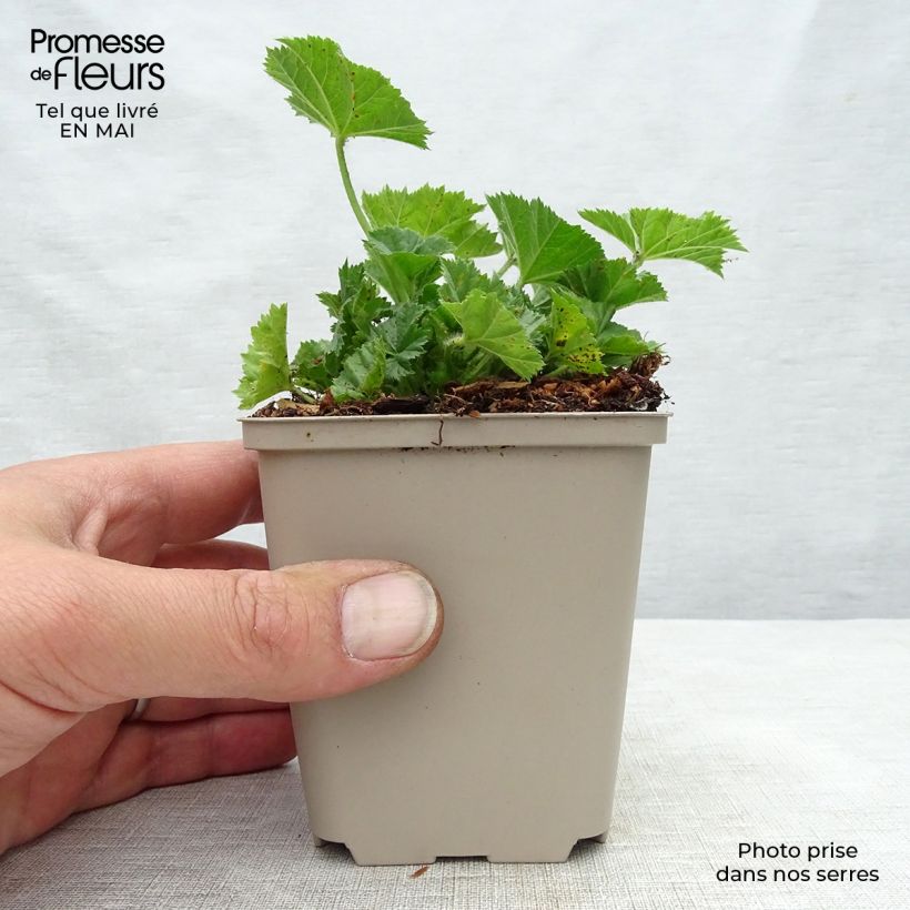 Amostra de Malva silvestre Primley Blue Vaso de 8/9 cm tal como entregue na primavera