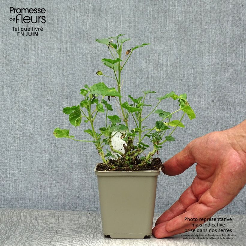 Amostra de Malva silvestre Primley Blue Vaso de 8/9 cm tal como entregue no verão