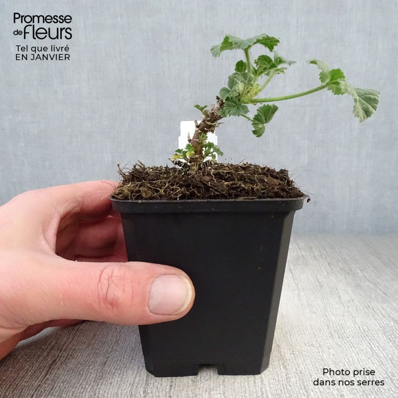 Amostra de Malva silvestre Primley Blue Vaso de 8/9 cm tal como entregue no inverno