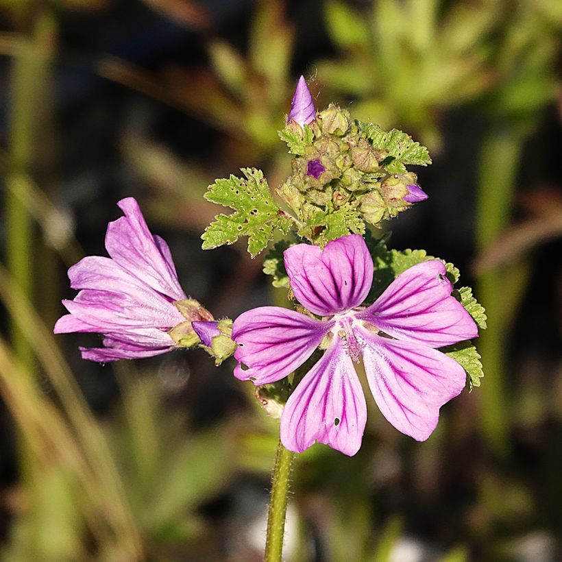 Malva-silvestre  - Malva sylvestris (Floração)