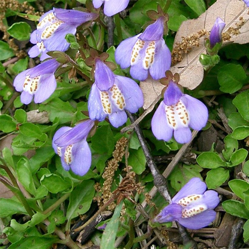 Mazus miquelii (Floração)