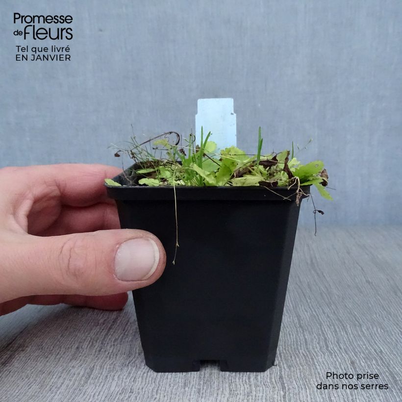 Amostra de Mazus miquelii Vaso de 8/9 cm tal como entregue no inverno