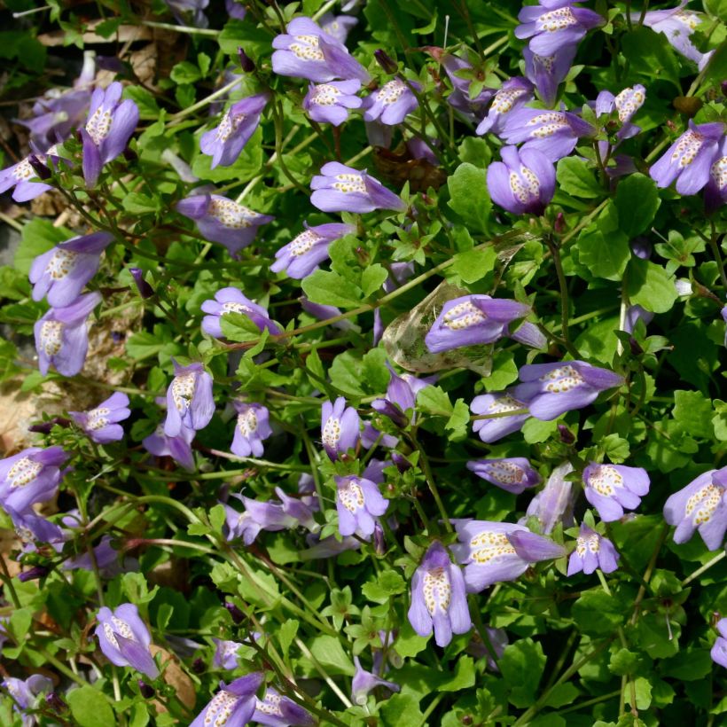 Mazus reptans (Floração)