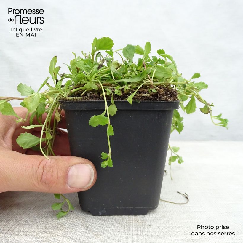 Amostra de Mazus reptans Vaso de 8/9 cm tal como entregue na primavera