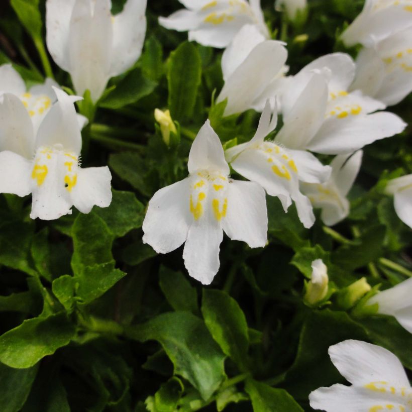 Mazus reptans Albus (Floração)