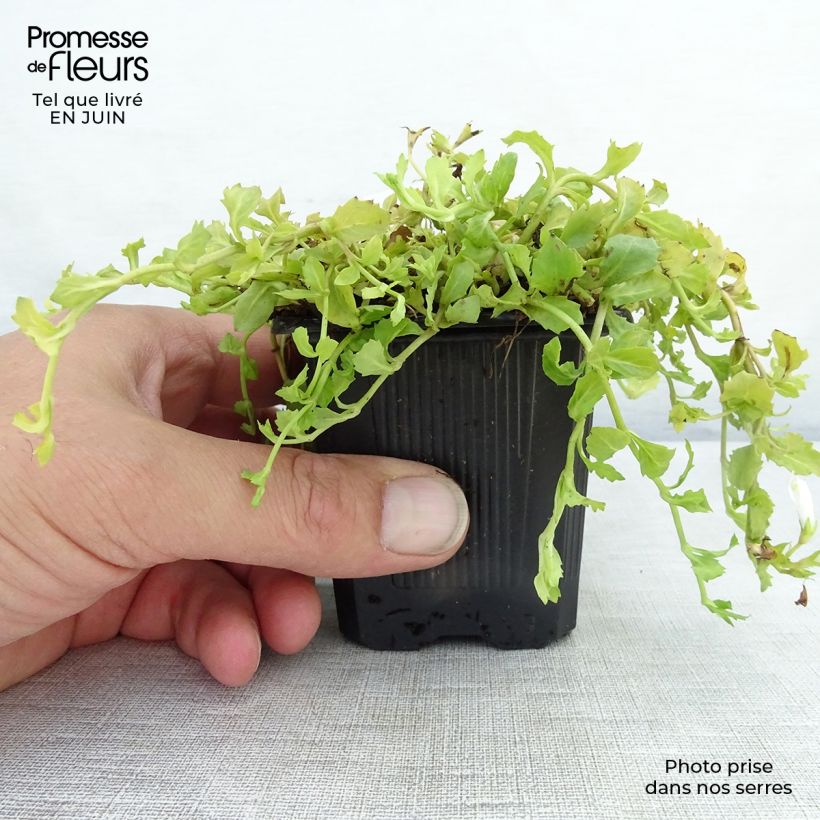 Amostra de Mazus reptans Albus Vaso de 8/9 cm tal como entregue no verão
