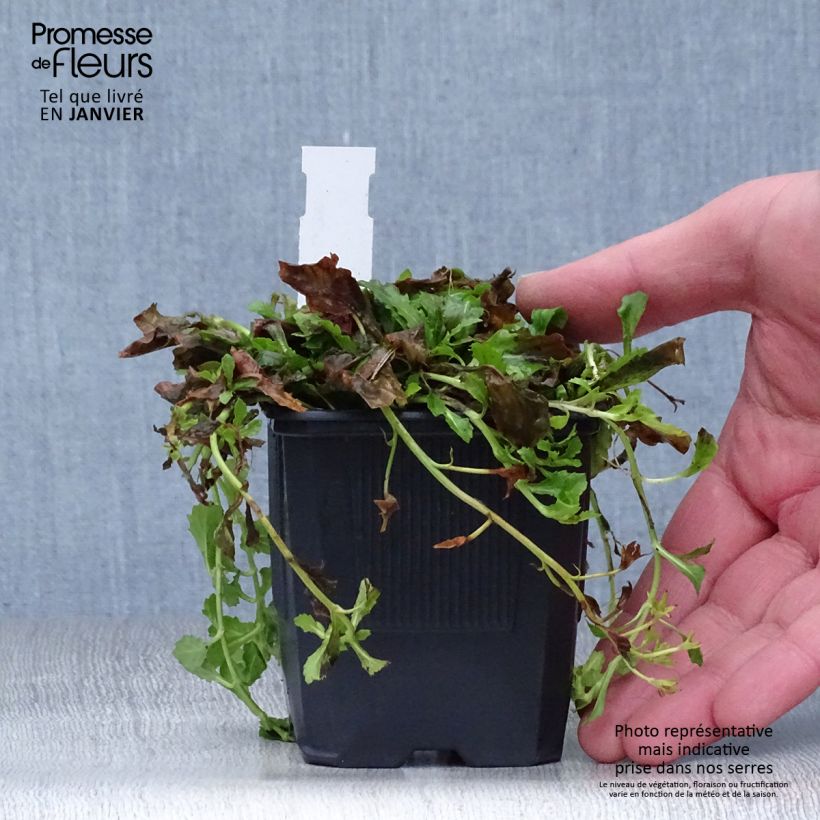 Amostra de Mazus reptans Albus - Mazus rampant Vaso de 8/9 cm tal como entregue no inverno