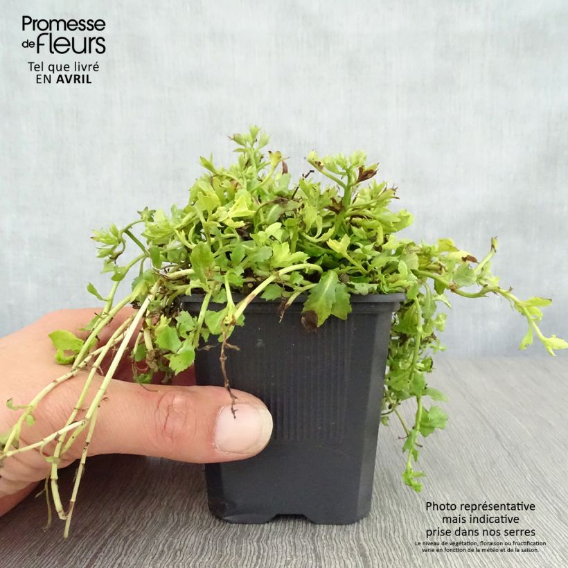 Amostra de Mazus reptans Albus Vaso de 8/9 cm tal como entregue na primavera