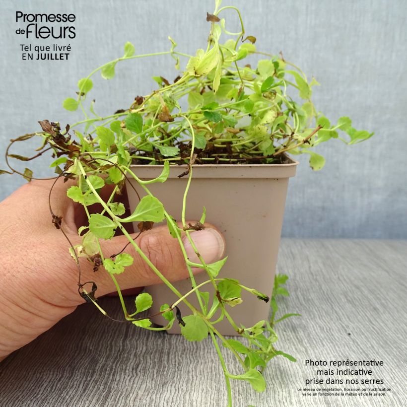Amostra de Mazus reptans Vaso de 8/9 cm tal como entregue no verão