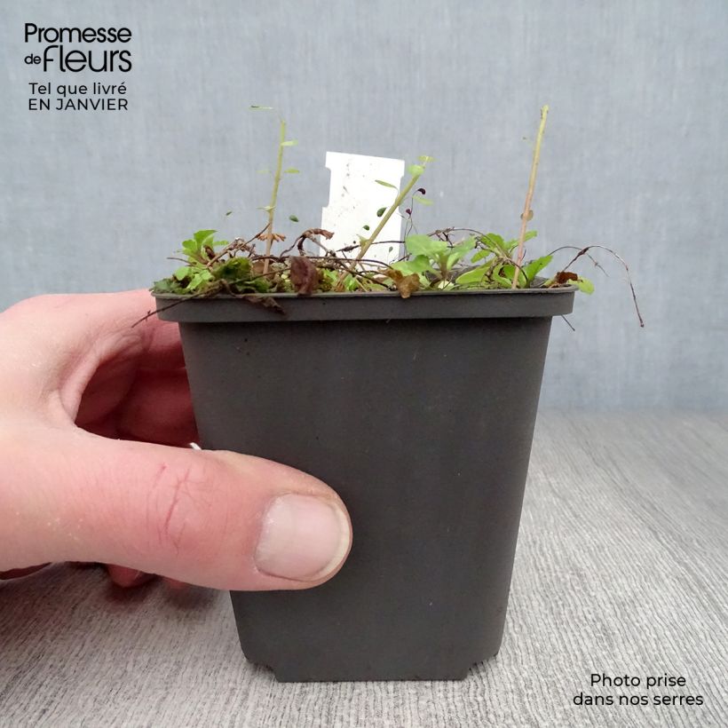 Amostra de Mazus reptans Vaso de 8/9 cm tal como entregue no inverno