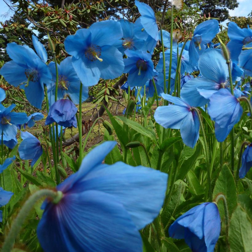 Meconopsis betonicifolia (Hábito)