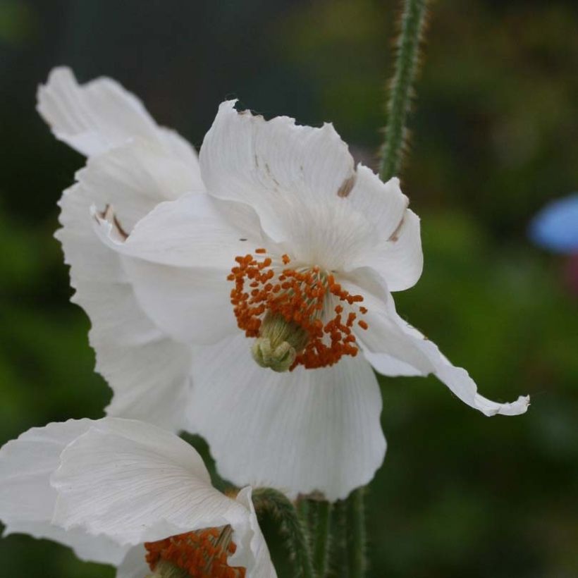 Meconopsis betonicifolia Alba (Floração)