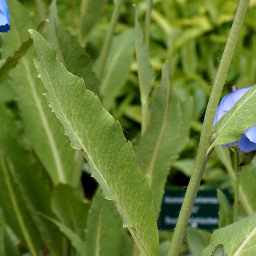 Meconopsis grandis (Folhagem)