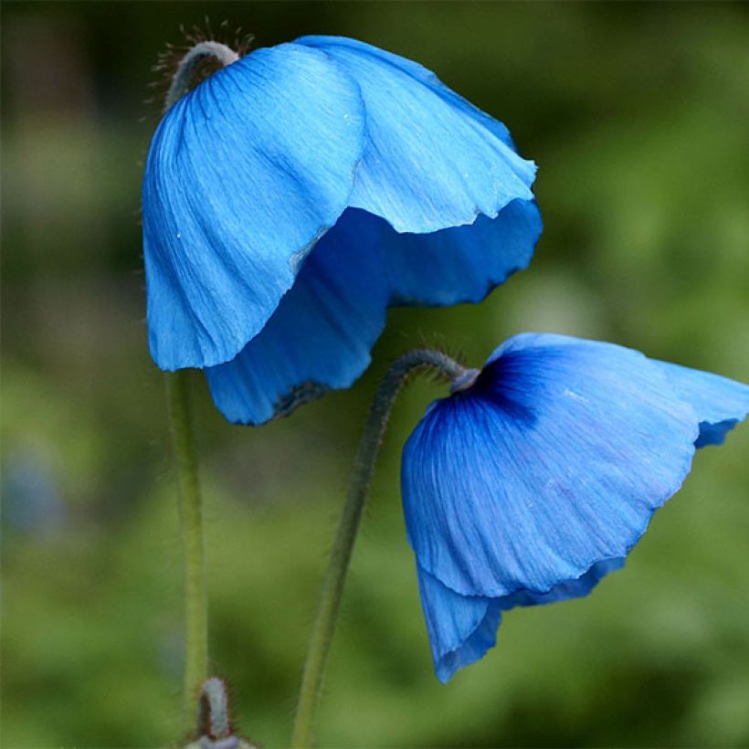 Meconopsis grandis (Floração)