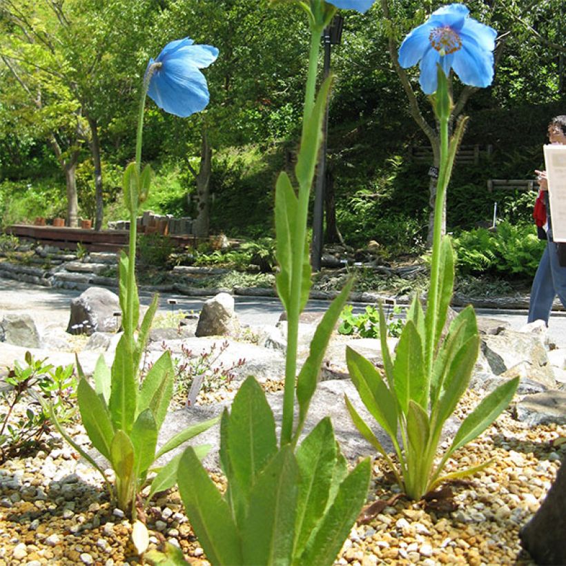 Meconopsis grandis (Hábito)