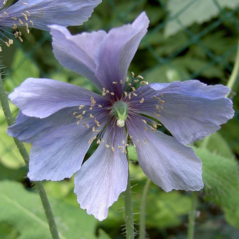 Meconopsis horridula (Floração)