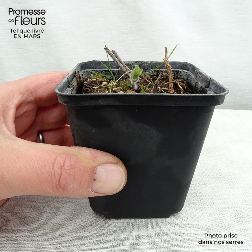 Amostra de Meehania urticifolia Vaso de 8/9 cm tal como entregue na primavera